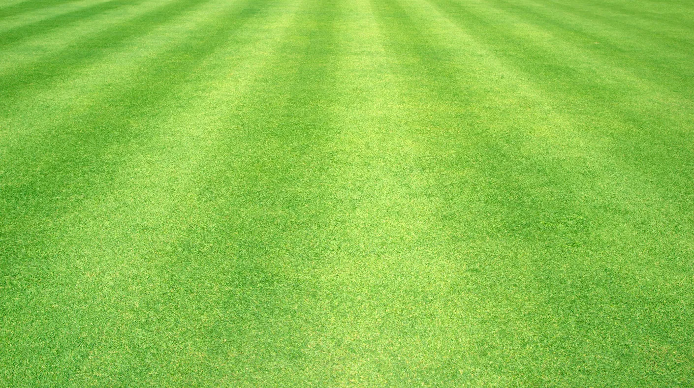 A picture of freshly cut grass.