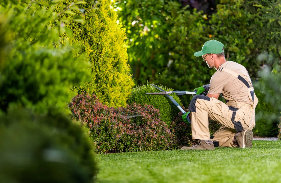 A picture of someone with big landscaping scissors trimming bushes in front of a house in mandeville, LA.